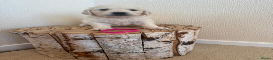 Golden Retriever Puppy 5