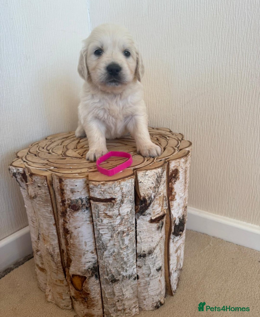 Golden Retriever dogs for sale: Golden retriever puppys - Advert 5