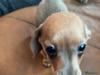 Dachshund dogs for sale - Advert 1