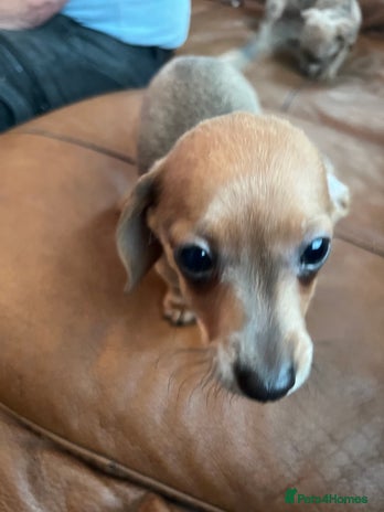 Dachshund dogs - Advert 1