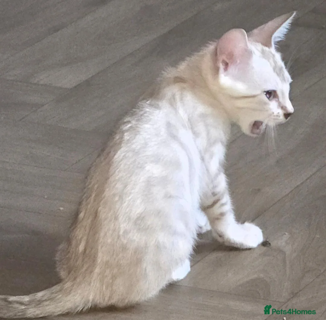Bengal cats for sale: Prince and princesses seeking human slaves - Advert 2
