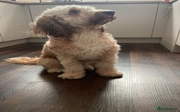 Cockapoo dogs for stud: 🐾 Cockapoo Stud Available – Healthy & Friendly🐾 - Advert 1