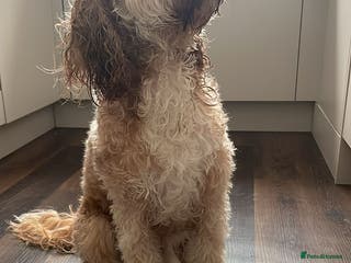 Cockapoo dogs 🐾 Cockapoo Stud Available – Healthy & Friendly🐾 - Advert 17