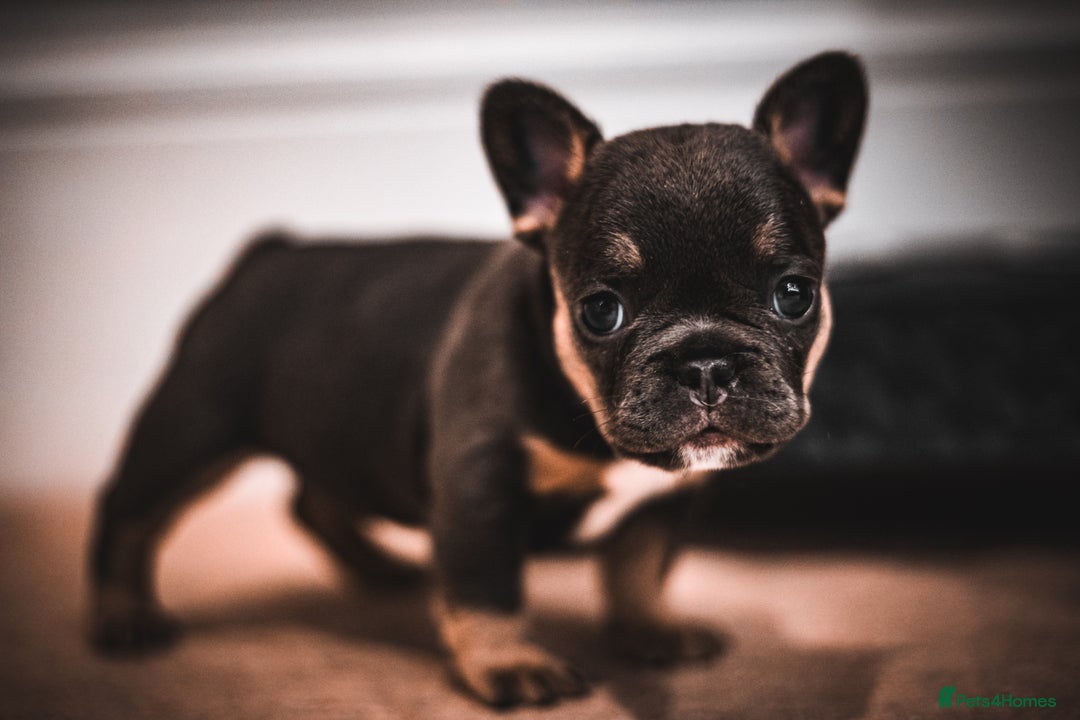 French Bulldog dogs for sale: 2 Male and 2 Female French Bulldogs - Image 8