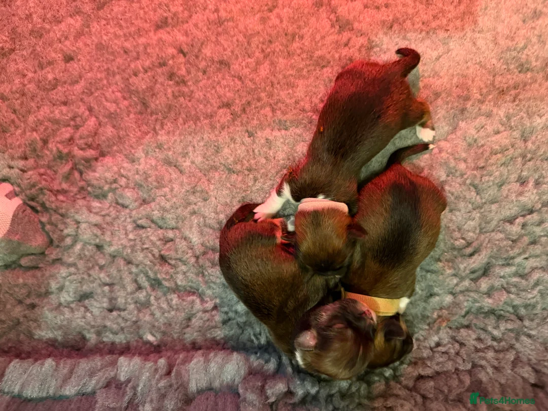 Lhasa Apso dogs for sale: RKC registered puppy boys - Advert 9