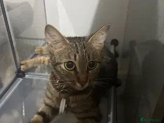 Bengal cats Bengal cross Kittens - Advert 1