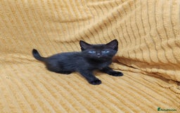 Mixed Breed cats for sale: Half Maine Coon kittens VIDEOS - Image 16