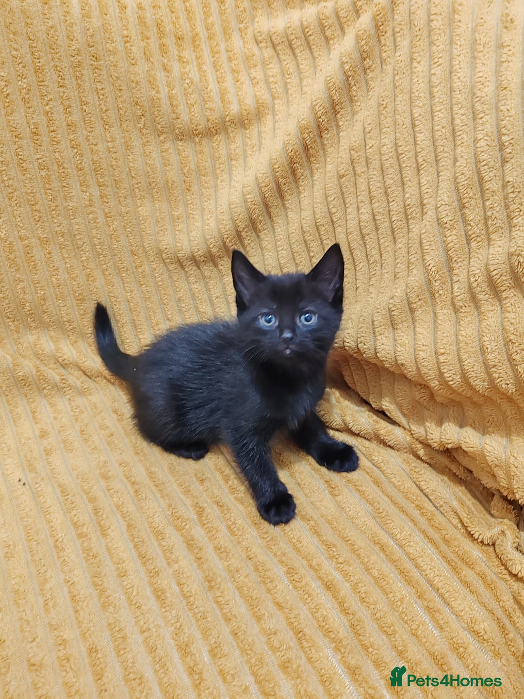 Mixed Breed cats for sale: Half Maine Coon kittens VIDEOS - Image 16