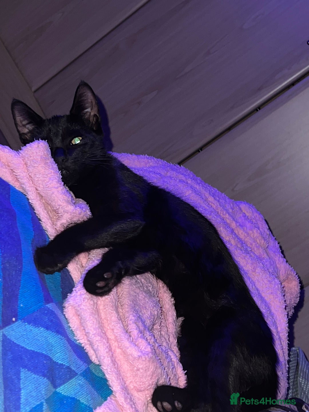 Mixed Breed cats for sale: A black cat - Image 8