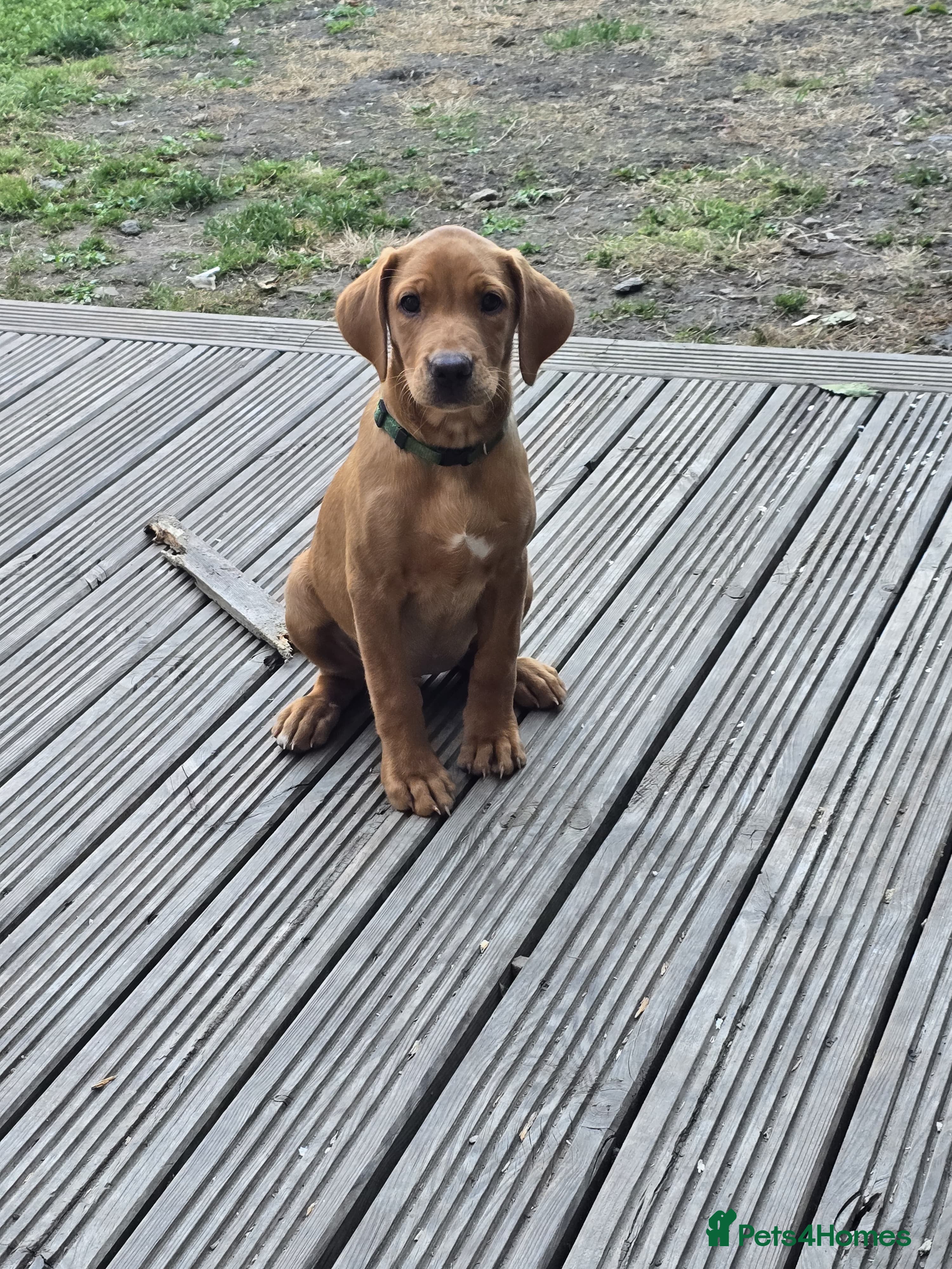 Labrador Retriever dogs Exceptional Fox Red Labrador Retriever Puppies - Advert 2