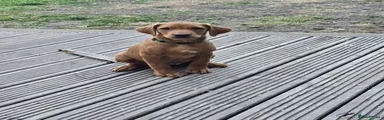 Labrador Retriever 10