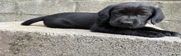 Springador dogs for sale: Springador Puppies - Advert 2