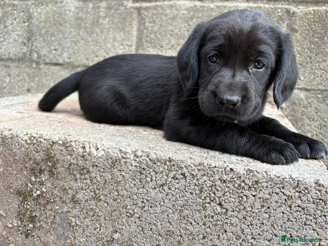 Springador dogs for sale: Springador Puppies - Advert 2
