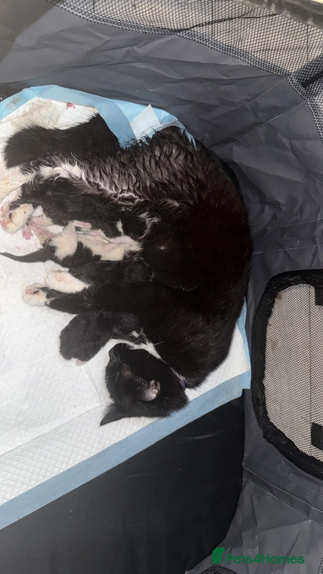 Mixed Breed cats for sale: Kittens  - Advert 1