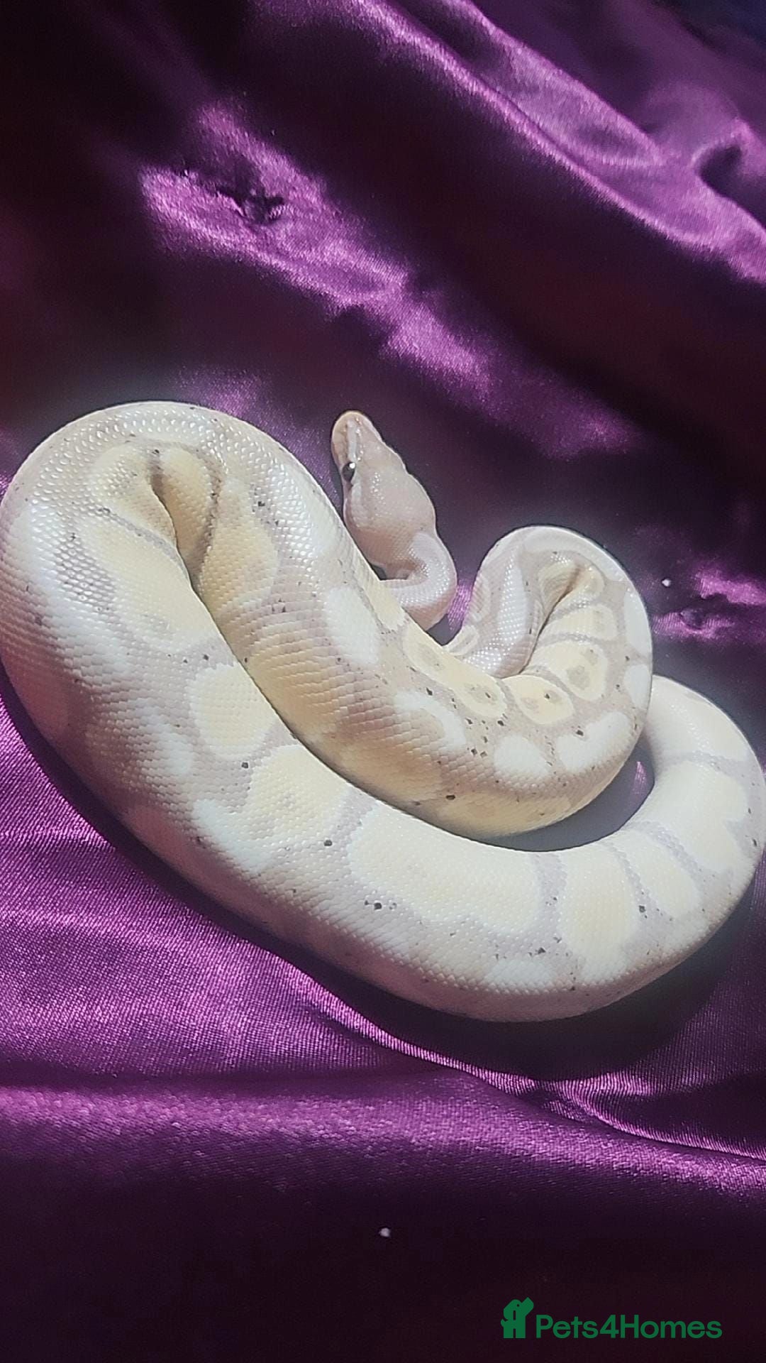 Python Snake reptiles Ball Pyton (banna) - Advert 2