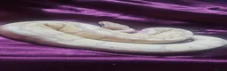 Python Snake reptiles for sale: Ball Pyton (banna) - Advert 1