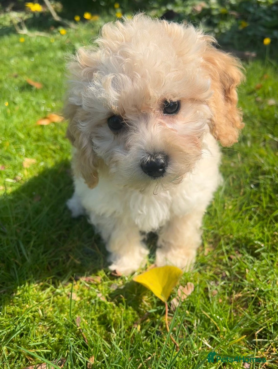 Poochon dogs for sale: Beautiful F1 Poochon puppies  - Advert 9
