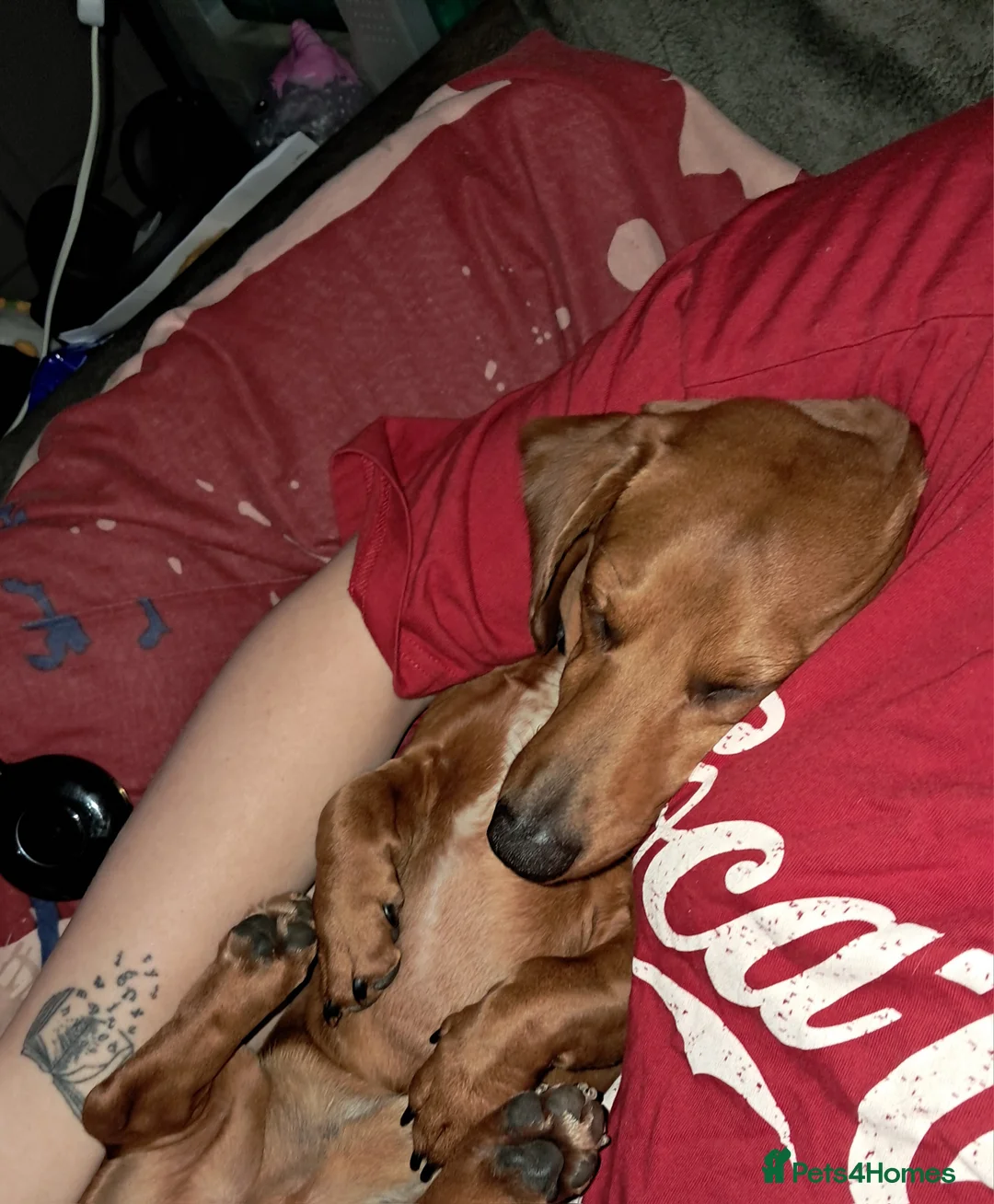 Dachshund dogs for sale: Dachshund for sale - Advert 4