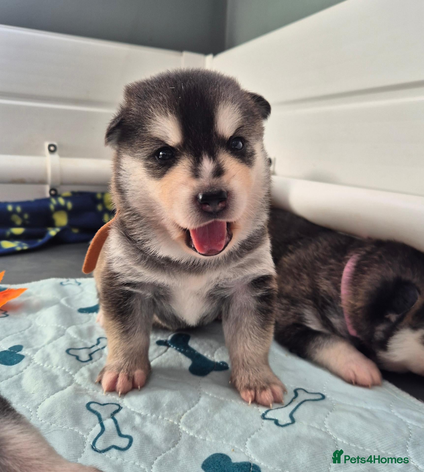 Pomsky dogs Pomsky puppies from Health tested parents - Advert 3