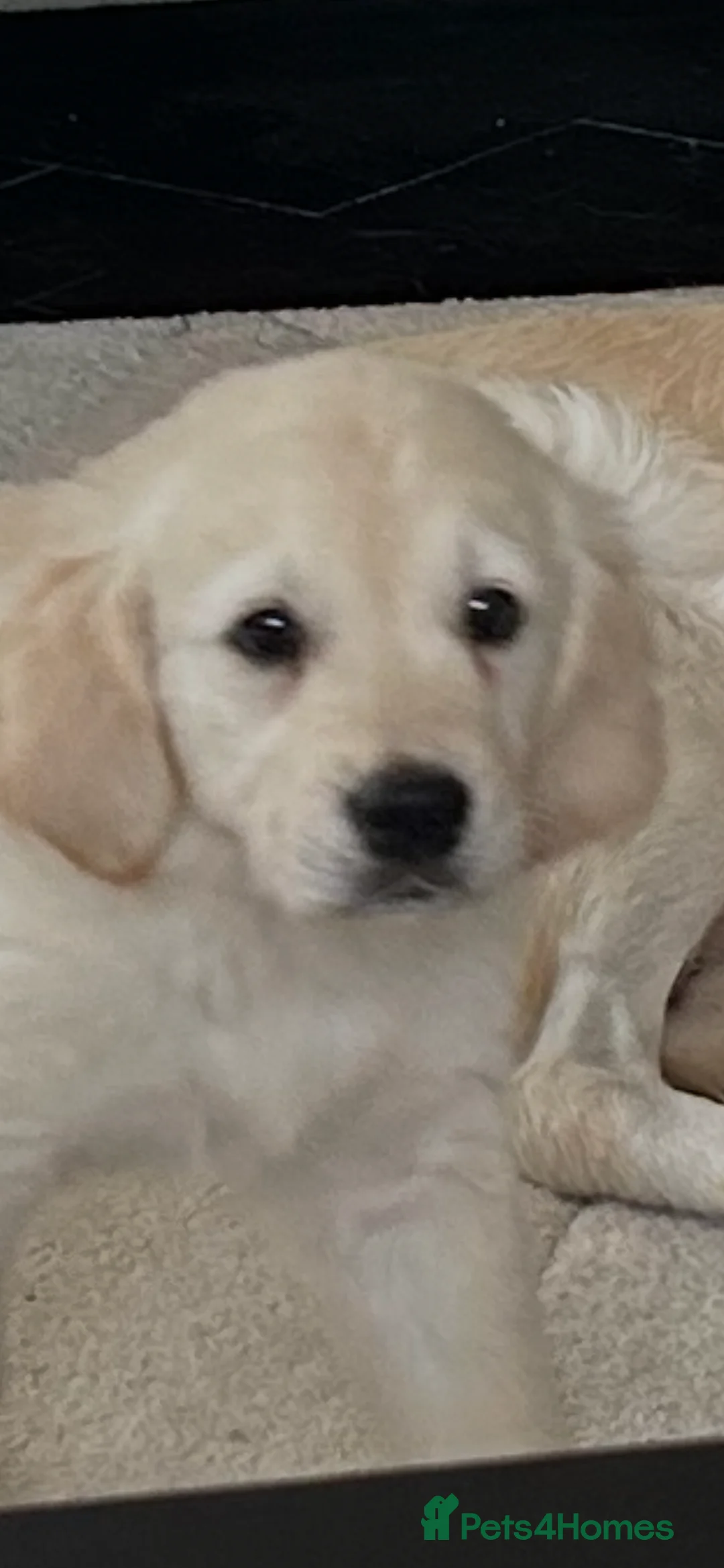 Golden Retriever dogs for sale: Adorable Golden retriever puppies  - Advert 2