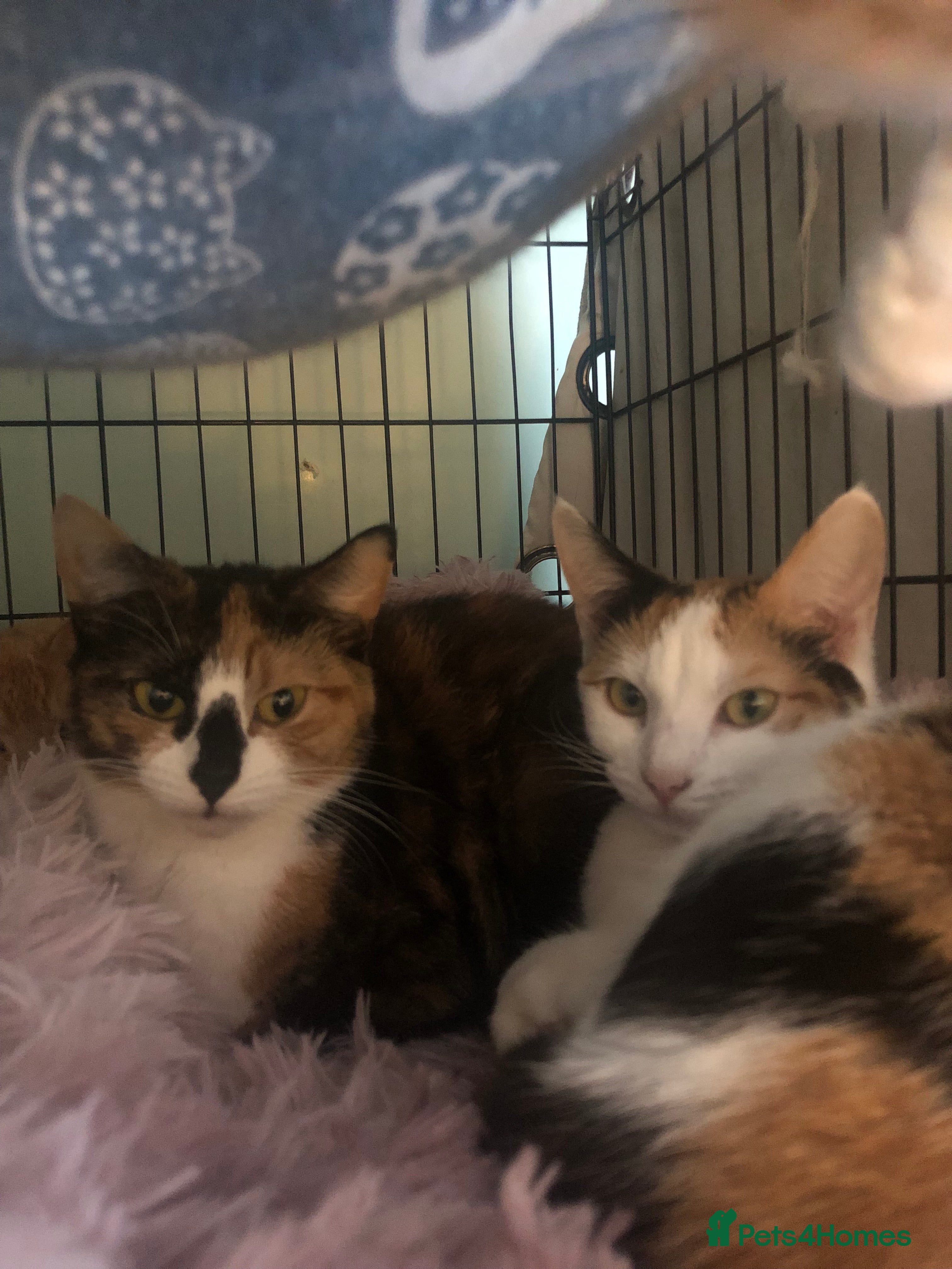 Mixed Breed cats 6 beautiful cats need rehomimg !! - Advert 1