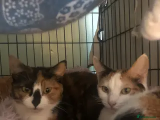 Mixed Breed cats 6 beautiful cats need rehomimg !! - Advert 1