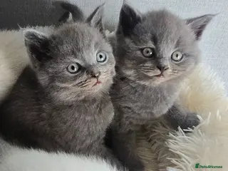 British Shorthair cats Last 2 Purebred British Shorthair Boys Available - Advert 9