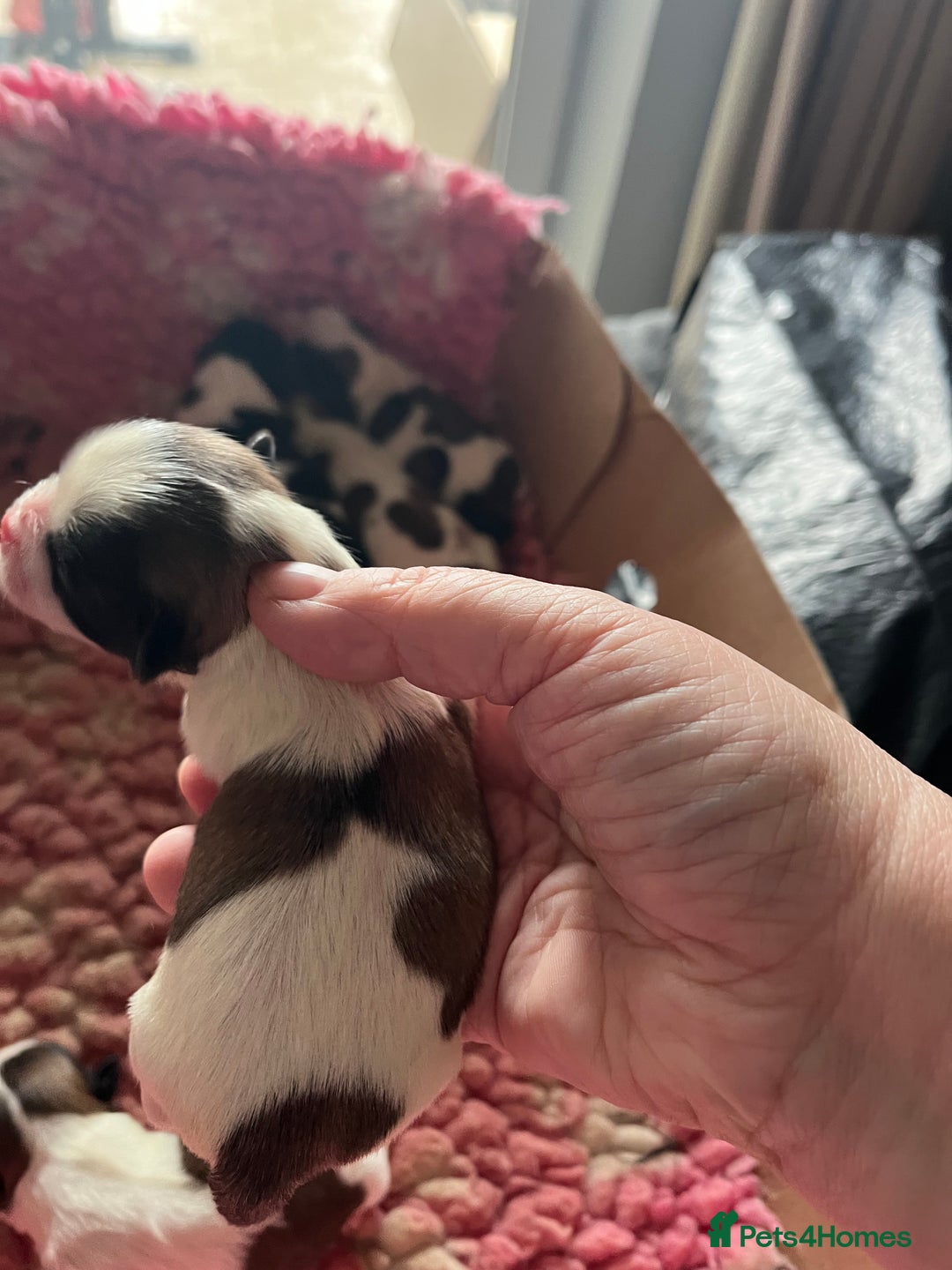 Shih Tzu dogs for sale: Shih tzu puppies  - Advert 7