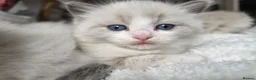 Ragdoll cats for sale: Pure Ragdoll Kittens 🌸 - Advert 4