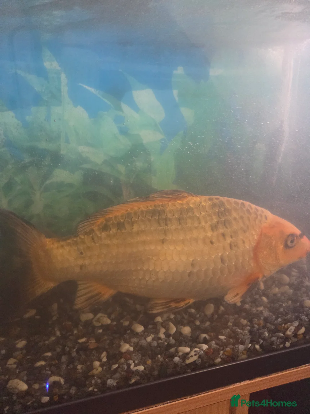 Koi Carp fish for sale: Koi fish in Leeds - Advert 2