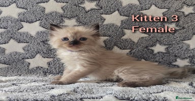 Ragdoll cats - Advert 10