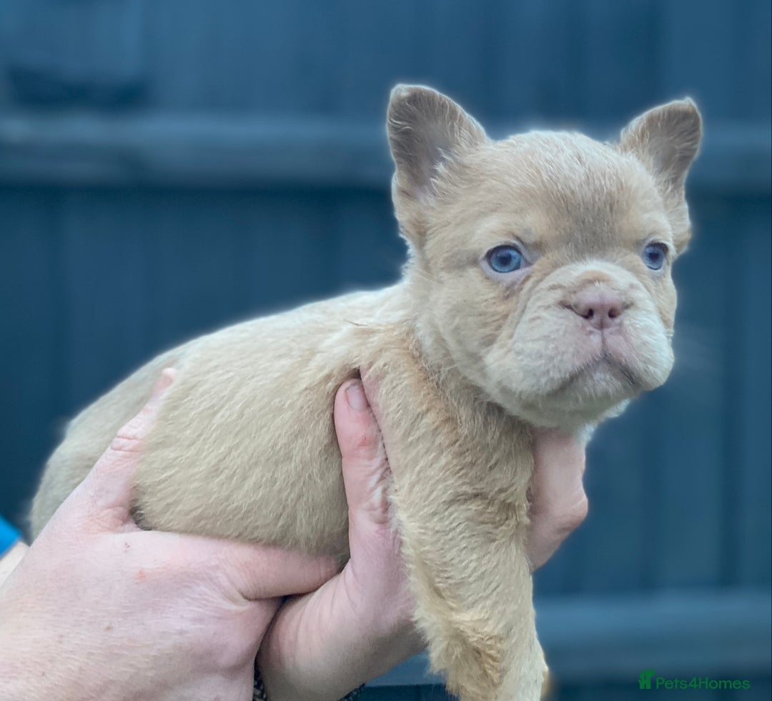 French Bulldog dogs for sale: READY TO LEAVE THIS WEEKEND FLUFFY FRENCH BULLDOGS - Advert 29
