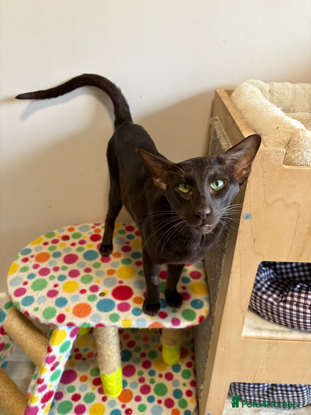 Oriental cats for sale: Oriental Shorthair  - Advert 4