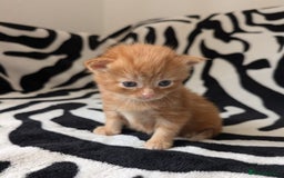 Mixed Breed cats for sale: Kittens - Image 5