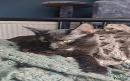 Domestic Shorthair cats for adoption: Lily & Boo, 5 month old kittens  - Image 2