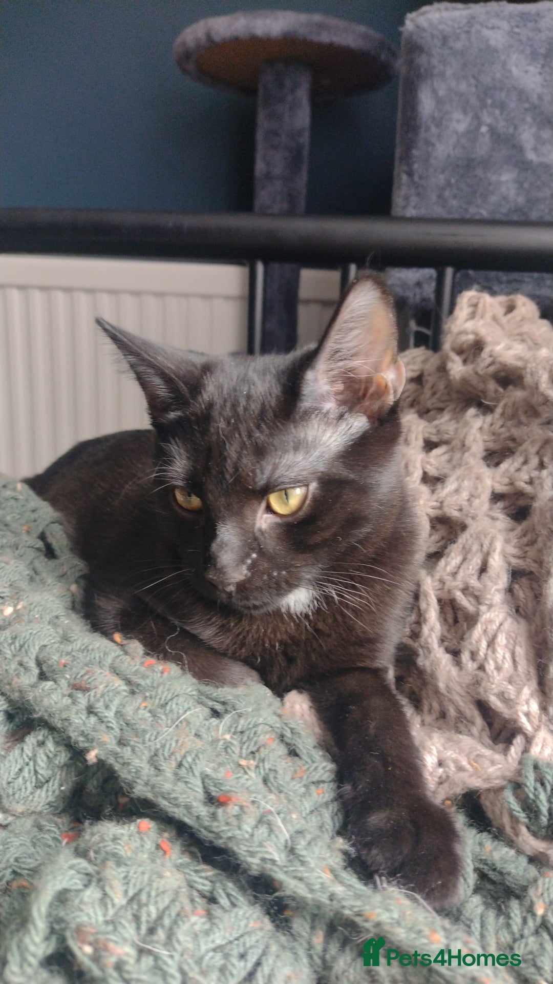 Domestic Shorthair cats for adoption: Lily & Boo, 5 month old kittens  - Image 2