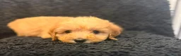 Cockapoo dogs for sale: Ready to go puppies  - Advert 9