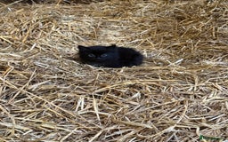 Mixed Breed cats for sale: Two Beautiful Kittens ! - Image 1