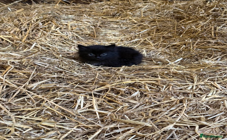 Mixed Breed cats - Advert 3