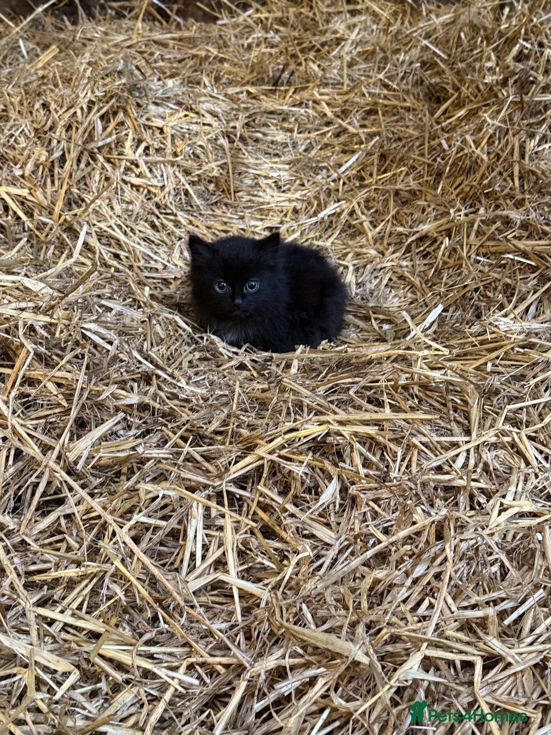 Mixed Breed cats for sale: Two Beautiful Kittens ! - Image 1