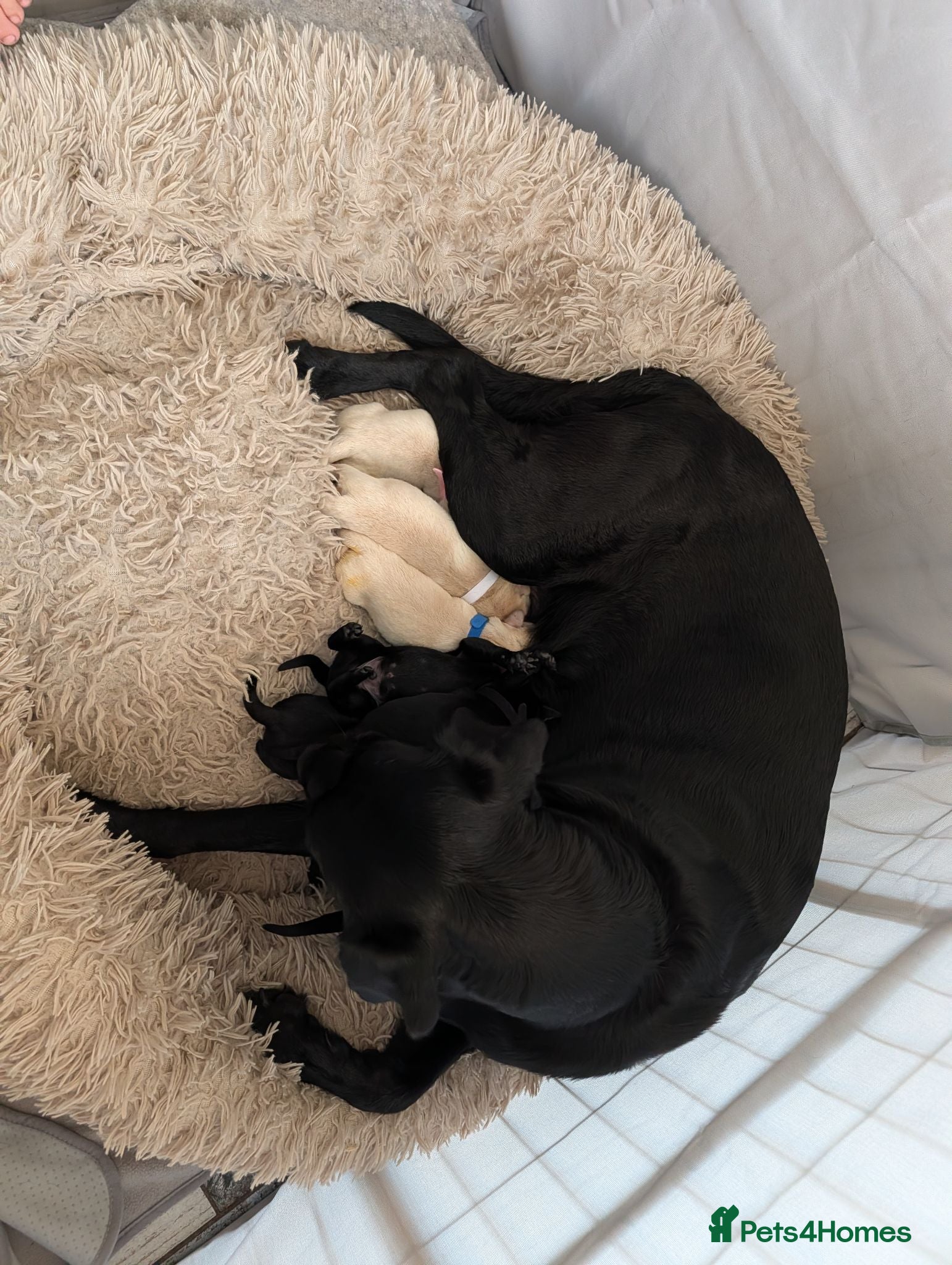 Labrador Retriever dogs Beautiful Labrador puppies  - Advert 1