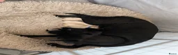 Labrador Retriever dogs for sale: Beautiful Labrador puppies  - Advert 1