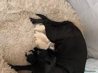 Labrador Retriever dogs Beautiful Labrador puppies - Advert 3