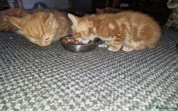 American Shorthair cats for sale: Rare Ginger Female Kittens for sale - Image 13
