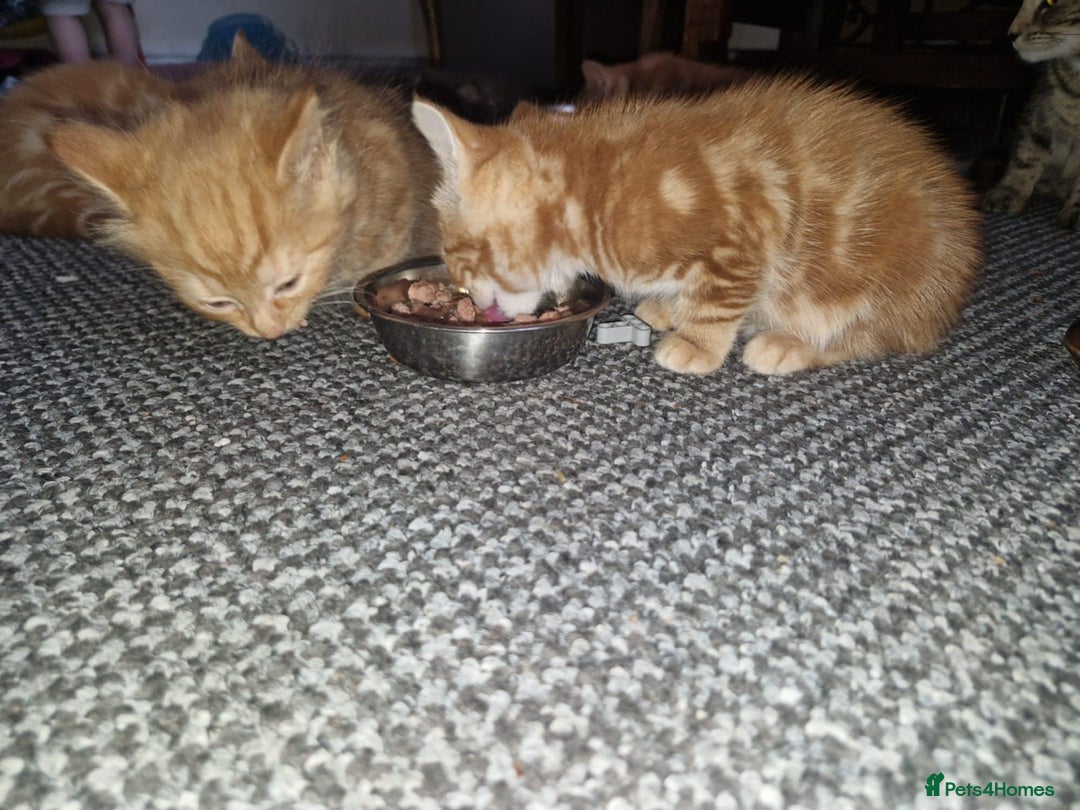 American Shorthair cats for sale: Rare Ginger Female Kittens for sale - Image 13