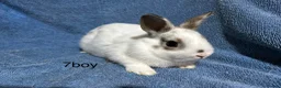 Netherland Dwarf rabbits for sale: Baby Netherland dwarf rabbits  - Advert 10