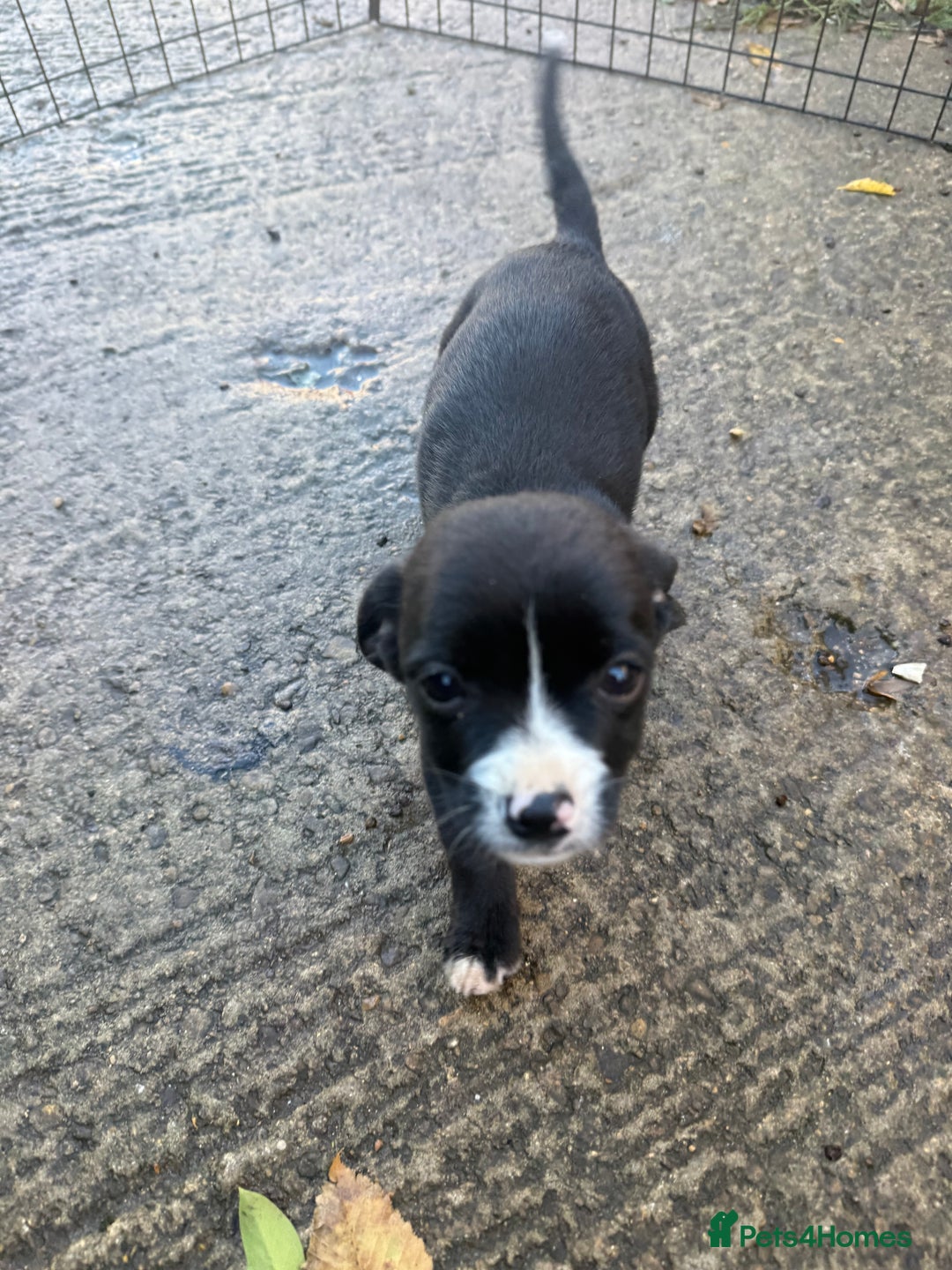 Mixed Breed dogs for sale: 🐶 Adorable 8-Week-Old Caverjack Puppies for Sale - Advert 4