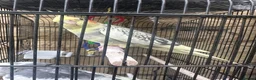 Cockatiels birds for sale: Cockatiels 1 male 1 female - Advert 5