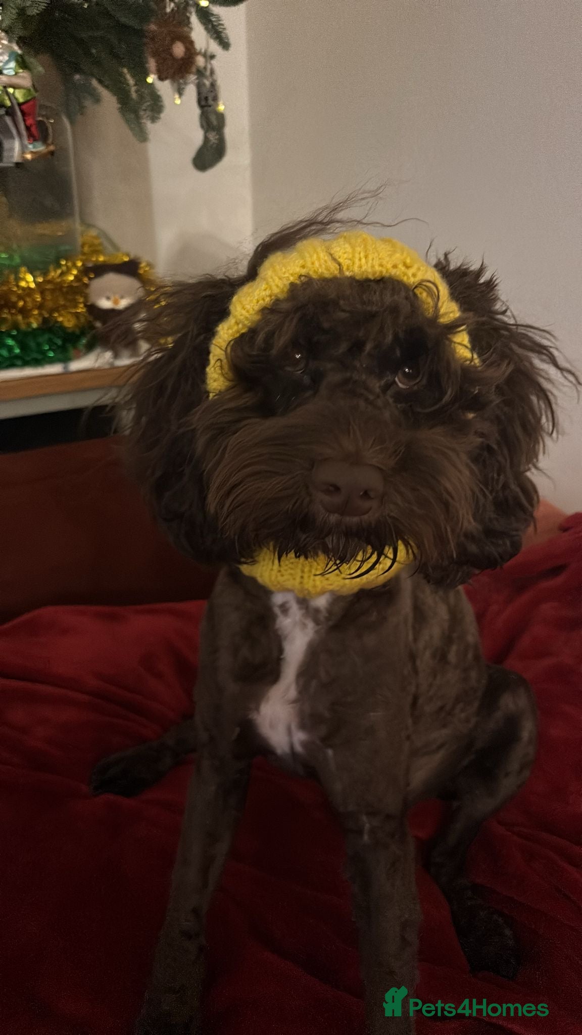 Cockapoo dogs Cockapoo for stud (not for sale ) - Advert 1