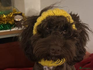 Cockapoo dogs Cockapoo for stud (not for sale ) - Advert 8